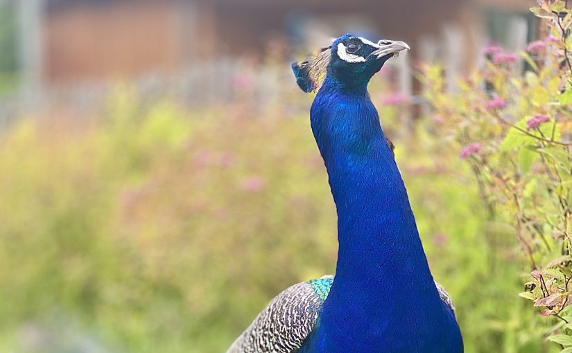 Respektbaumausflug Oktober 2025